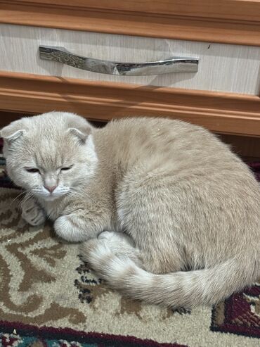 сх животные и товары: Скотиш Фолд (Шотландиялык шалпаң кулак), 1 жаш, Эркек, Кызгыл сары, Лотокко барууга үйрөтүлгөн, Курттардан тазаланган