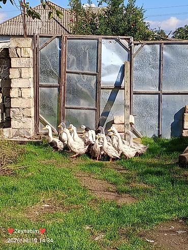 ördək balası: Ağ ördəklər – qrup halında - Növ: ev təsərrüfatı üçün ağ (yerli — 2