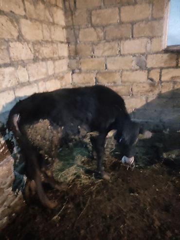 Dana, buzov: Dana, buzov, Erkək, ay: 12, 130 kq, Ətlik — 7