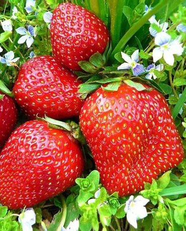 Фрукты и ягоды: Семена и саженцы Клубники, Самовывоз, Бесплатная доставка, Платная доставка