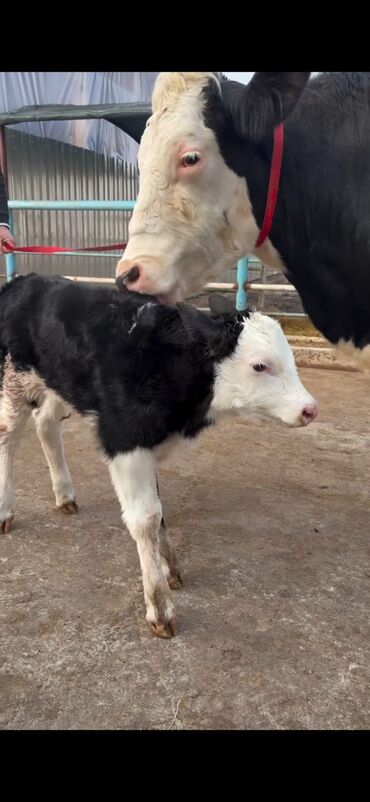 Inəklər, öküzlər: Südlük inək və buzov dəsti - Cins: Holşteyn tipli, xallı (qara‑ağ) — 4