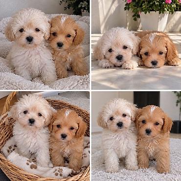 Maltipoo F1 balalar Mikro.Ana 3 kq yarim Ata 2 kq yarim.Balalar lalafo.az -da Maltipoo F1 balalar Mikro.Ana 3 kq yarim Ata 2 kq yarim.Balalar