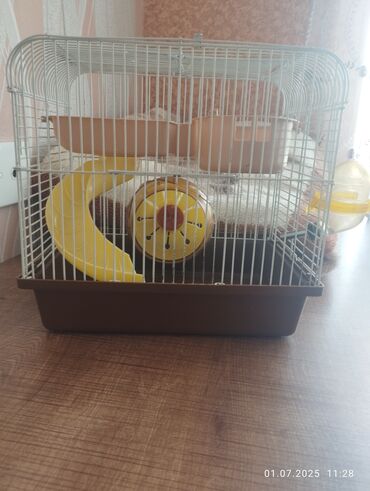 Bio-tualetlər və doldurucular: Hamster qəfəsi Təcili satılır Demey olar ki işlənmir Real alıcı yazsin