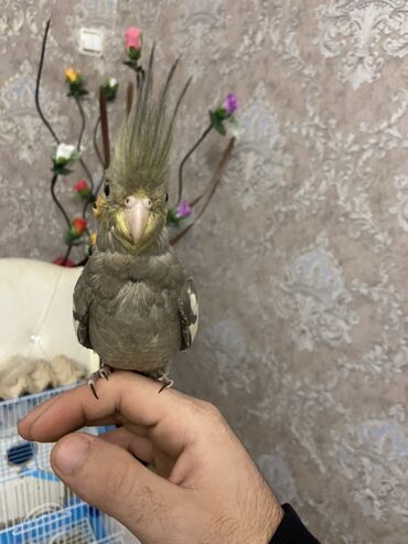 Amadinlər: Növ: karella (papuqayı) – boz rəng çalarları, yanaqlarda narıncı — 3