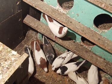 Göyərçinlər: Qırmızı boyun qırmızı quyruq 2 eded ikisidə qızğın erkek,Sarı boyun — 3