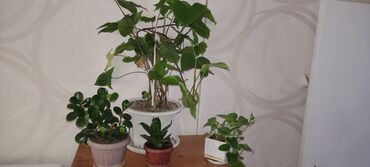 растение комнатная: Живые комнатные растения 
от 500 до 2500