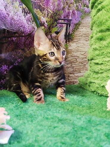 Продажа кошек: Бенгальская, 2 месяца, Мальчик, Черный, Приучена к лотку, Проглистована, С документами — 30