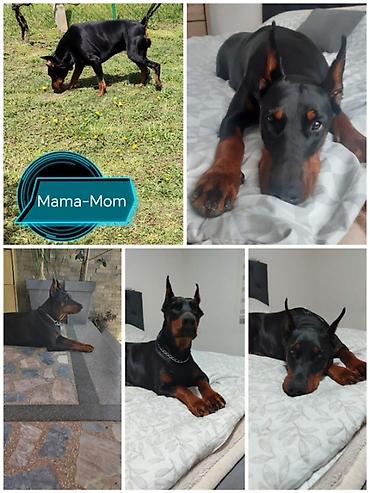 lepi psi: Na prodaju štenci dobermana – vrhunsko poreklo Oštenjeni 17.06.2026 — 7