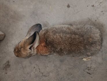 Декоративные кролики: Срочно продается оптом Кролика 4 самки 1 самец парода 3 самка фландр и — 21