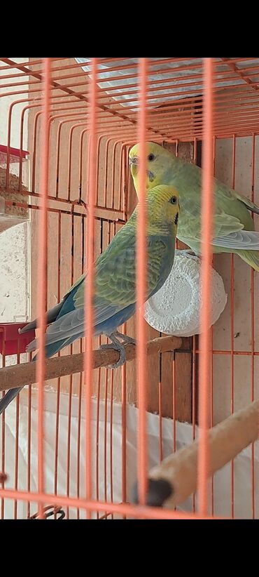 бишон фризе цена: 6 aylığ cavan quşlar, cütdə olmayıblar . Ayrı ayrı yuvanın quşlarıdı