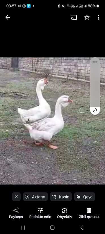 Digər quşlar: Digər quşlar