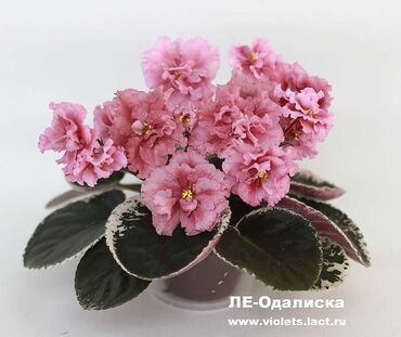 Otaq bitkiləri: 5,6 m starter — 17