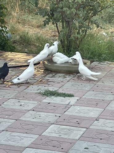 Göyərçinlər: Goyercin satilir