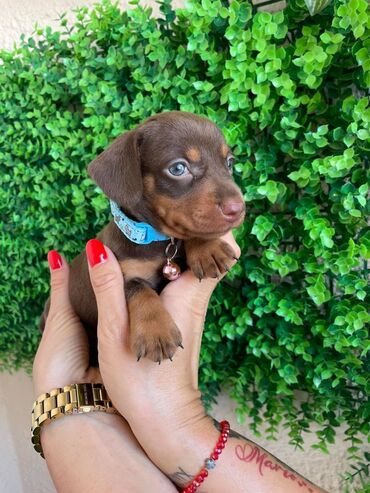 Psi: Odgajivacnica pasa "Happy Puppies" ima u ponudi prelepe stence mini — 4
