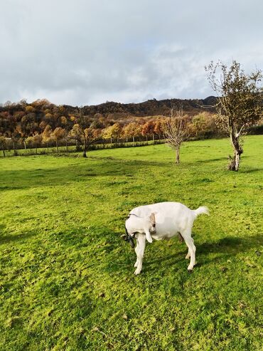 Keçi, çəpiş: Sanen keçiləri satılır. Çəkilisdə heç bir effekt istifadə edilməyib — 5