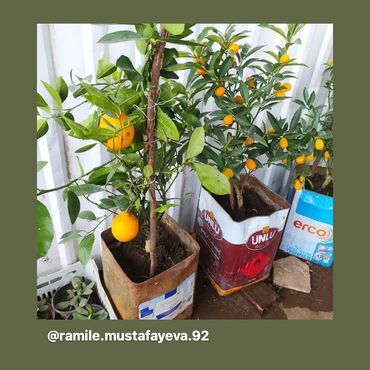 Digər bitkilər: Limon