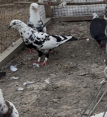 delfin goyərcin: Göyerçinler satılır 12 göyerçin. Tek tek satılmır — 10