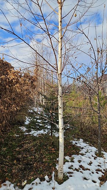 Берёза: Саженцы — 22