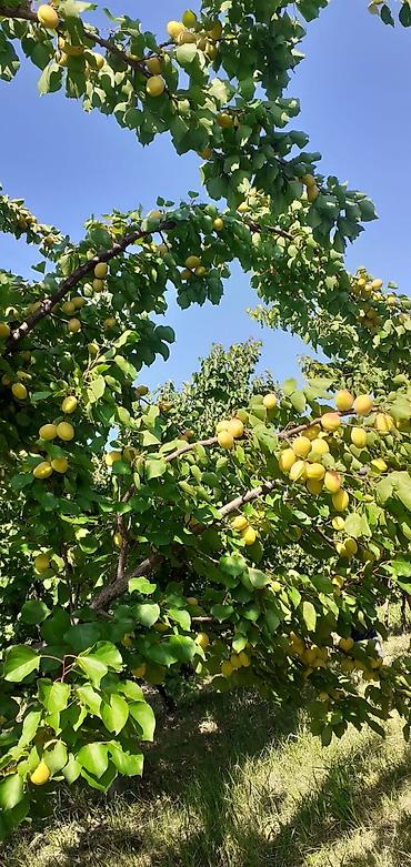 palma agac: 🌳 SATILIR — QUBA-BAKI YOLUNUN ÜSTÜNDƏ ƏRIK BAĞI! 📍 Quba rayonu — 5