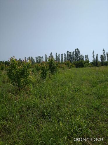 Torpaq sahələrinin satışı: 241 sot, Kənd təsərrüfatı, Mülkiyyətçi, Kupça (Çıxarış), Texniki pasport — 9