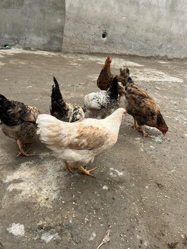 sort toyuqlar: Курица, Для яиц, Самовывоз
