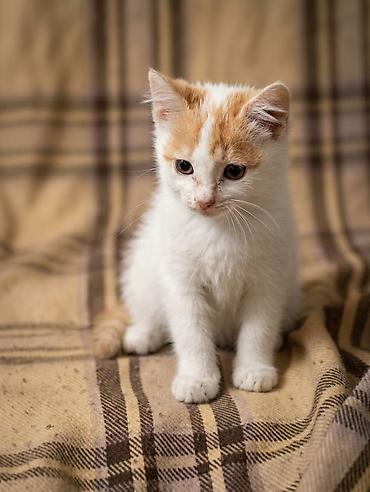 крыса домашняя: Кошка даром: Беспородная, 2 месяца, Девочка, Приучена к лотку — 6