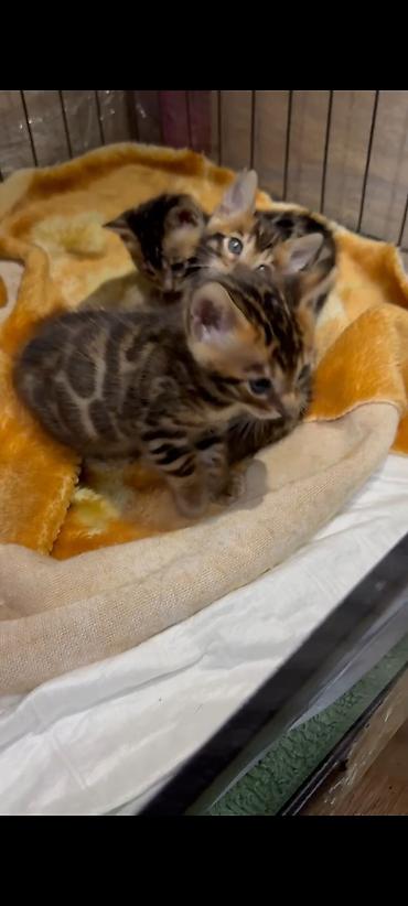 Продажа кошек: Бенгальская, 1 месяц, Мальчик, Шоколадный, Приучена к лотку, Проглистована, С документами — 8