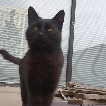 сиямский кот: По просьбе ⬇️⬇️⬇️ Опять кто-то из соседей выставил кота на улицу
