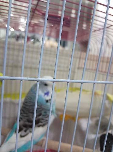 qus: Növbəti ilan: Türkiyə cinsli dalğalı tutuquşu (budgerigar) - Rəng — 3