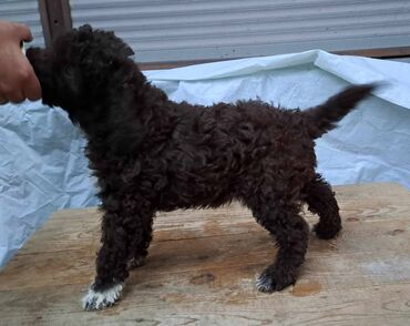 Psi: Prelepi štenci Lagoto Romanjolo dostupni za nove domove. Rođeni — 2