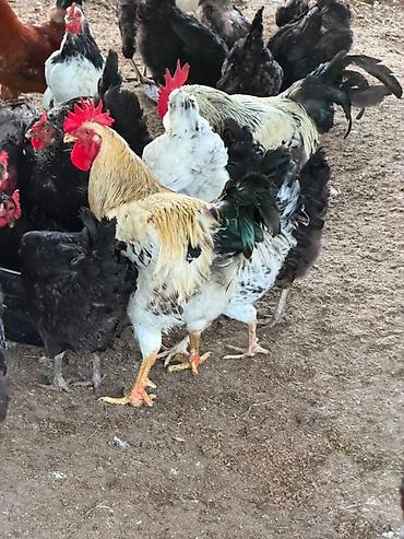 bakıda cücə satışı: Cins toyuq və xoruzların satışı Şəkildə gördüyünüz cins toyuqların — 3