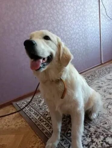 İtlər: Labrador-retriver, 6 ay, Dişi, Peyvəndli, Ünvandan götürmə