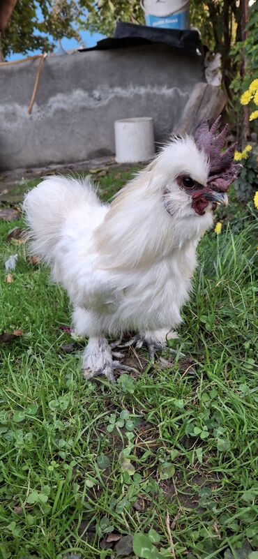 переноска для кошек баку: PonPon xoruzu aktiv cavan xoruzdu at lalafo.az переноска для кошек баку: PonPon xoruzu aktiv cavan xoruzdu