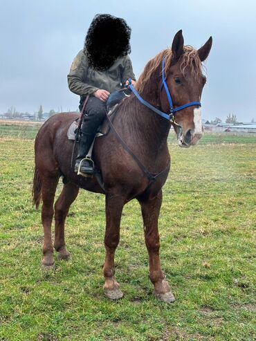 объявления о найденных животных: Сатам | Байтал, Жылкы (эркек) | Жумушка