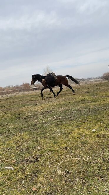 Лошади, кони: Продаю | Жеребец | Конный спорт — 3