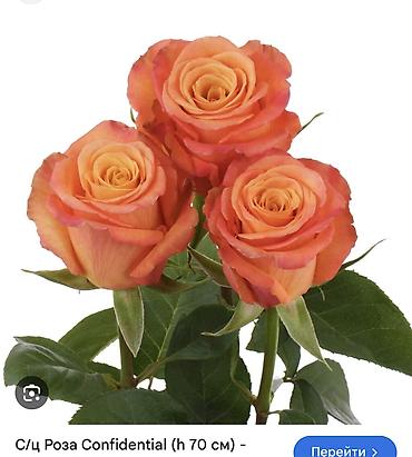 Роза: Саженцы — 38