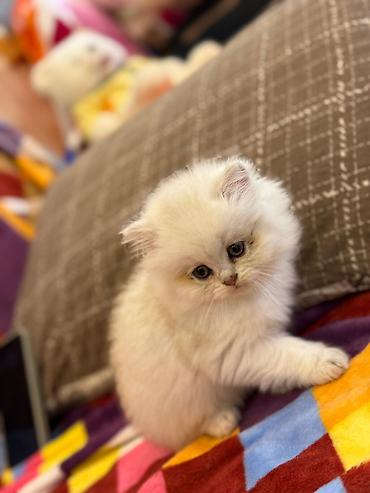 Pişiklər: Britan — 1