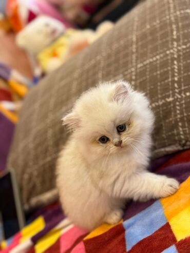 Pişiklər: Şotland yastı qulaq, Erkək, Dişi, Yaxşı əllərə, Ünvandan götürmə, Pulsuz çatdırılma, Ödənişli çatdırılma — 219