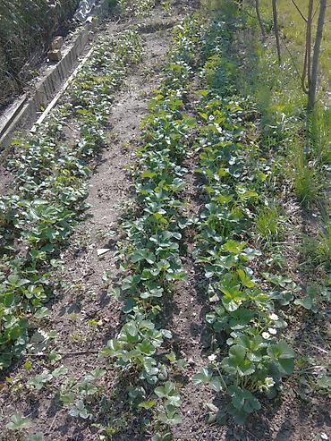 Продажа дач: Продается Дача с участком 6сот - Двухэтажный дачный дом с мансардой и — 29