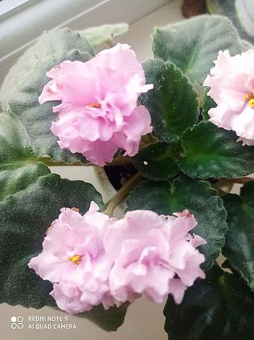 Фиалки и глоксинии: Продаю фиалки -подростки — 9