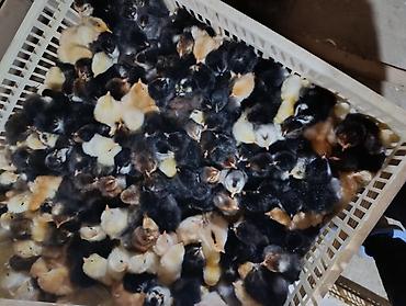 Cücələr: Salam herkese bayraminiz mubarek _xarkov qənbəri_ lider55_ sereblis _ — 20