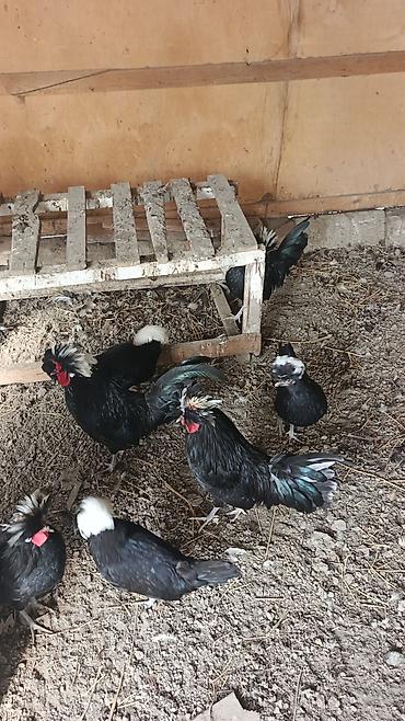 Toyuqlar: Toyuq, Damazlıq, Rayonlara çatdırılma — 8