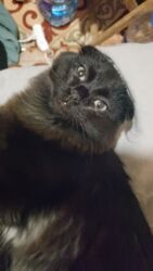 шотландская кошка шиншилла: Скотиш Фолд (Шотландиялык шалпаң кулак), 2 жаш, Эркек, Кара