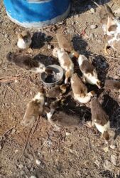 шотландский вислоухий котенок цена: Самец, | Lal ordek, Для разведения