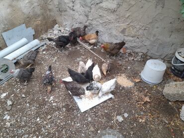 УАЗ: Курица, Для яиц, Самовывоз, Платная доставка