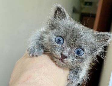 голубая кошка: Ищем любящую семью для крошечной девочки с невероятными серо-синими