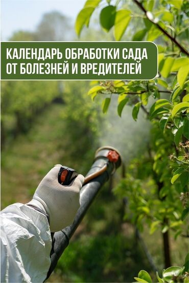 ищу работу город бишкек: 🌱Я садовник обработка сада ранее весенней обработка плодовых