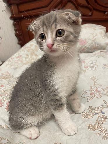 Кошки: Шотландская вислоухая — 3