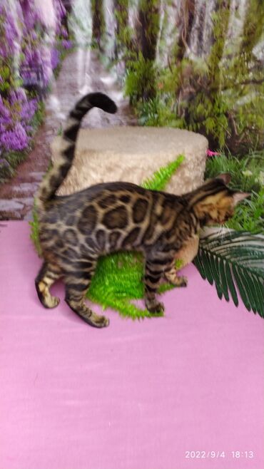 Продажа кошек: Красивейшая бенгальская кошечка 6мес. Профессиональный Питомник — 7