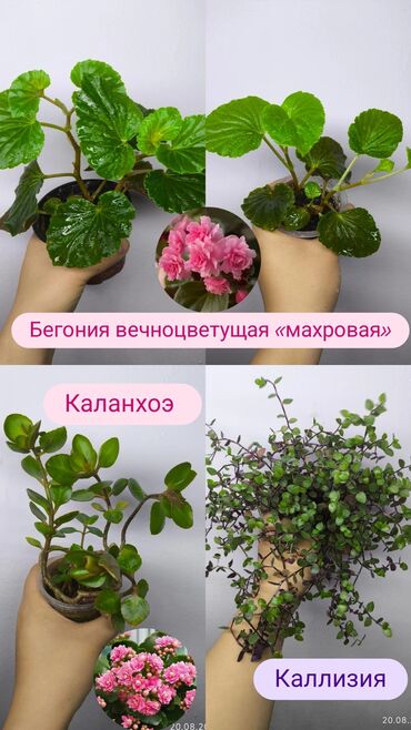 кедровые орехи цена бишкек: Цены разные ❗ от 100сом и выше 📈❌❌❌ традесканция ладьевидная